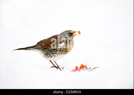 Wacholderdrossel Fütterung im Schnee auf gefallenen Beeren. Stockfoto