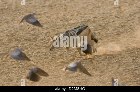 Black-backed Jackal (Canis Mesomelas) Jagd Ring-necked Tauben an einer Wasserstelle, Kalahari-Wüste, Südafrika. Serie Stockfoto