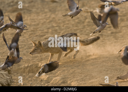 Black-backed Jackal (Canis Mesomelas) Jagd Ring-necked Tauben an einer Wasserstelle, Kalahari-Wüste, Südafrika. Serie Stockfoto