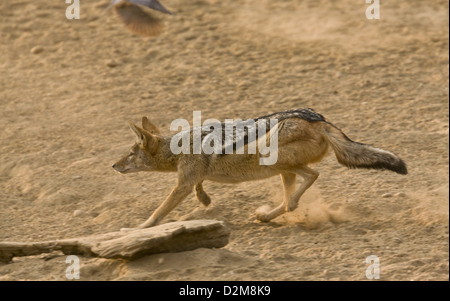 Black-backed Jackal (Canis Mesomelas) Jagd Ring-necked Tauben an einer Wasserstelle, Kalahari-Wüste, Südafrika. Serie Stockfoto