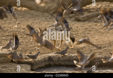 Black-backed Jackal (Canis Mesomelas) Jagd Ring-necked Tauben an einer Wasserstelle, Kalahari-Wüste, Südafrika. Serie Stockfoto