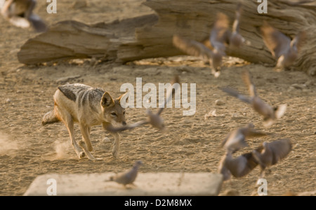 Black-backed Jackal (Canis Mesomelas) Jagd Ring-necked Tauben an einer Wasserstelle, Kalahari-Wüste, Südafrika. Serie Stockfoto