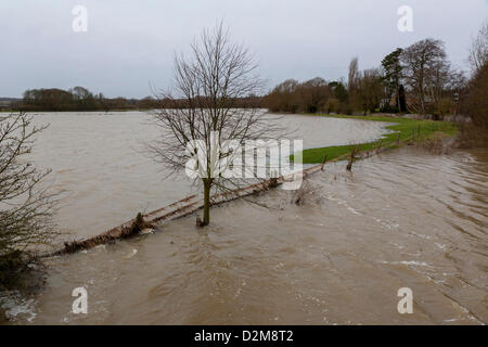Harrold Bedfordshire, U.K.2013-01-28. Der Fluss Great Ouse überläuft es Banken und Ackerland in der Nähe von Harrold Überschwemmungen. Carlton rd verlassen das Dorf überschwemmt und für den Verkehr gesperrt. Stockfoto