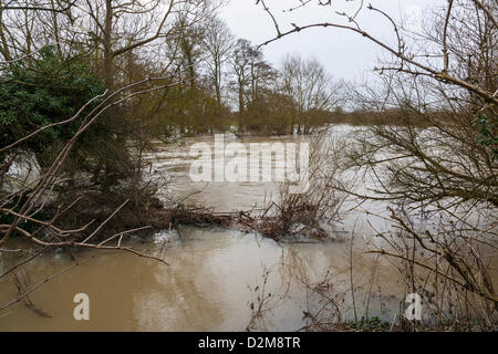Harrold Bedfordshire, U.K.2013-01-28. Der Fluss Great Ouse überläuft es Banken und Ackerland in der Nähe von Harrold Überschwemmungen. Carlton rd verlassen das Dorf überschwemmt und für den Verkehr gesperrt. Stockfoto