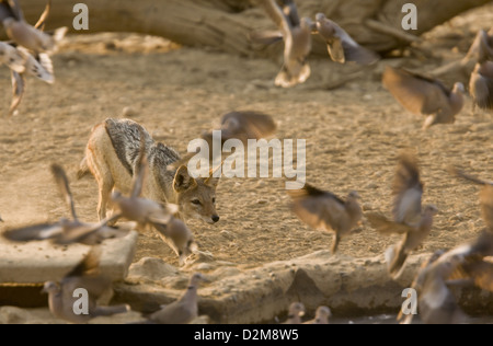 Black-backed Jackal (Canis Mesomelas) Jagd Ring-necked Tauben an einer Wasserstelle, Kalahari-Wüste, Südafrika. Serie Stockfoto