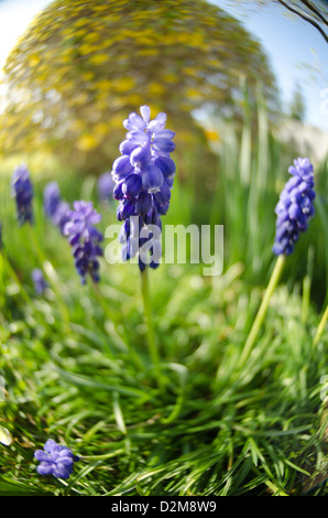 Kleine Trauben Hyazinthe Blüte im Frühling gemeinsame Trauben Hyazinthe Muscari Botryoides unter keimenden Rasen Stockfoto