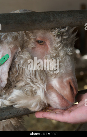 Ein Angora-Ziege, eines der viele seltene Rasse Bauernhof Tiere, die zu Hause, Bauernhof, Tatton Park, Knutsford, Cheshire Leben Stockfoto