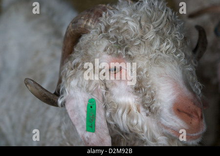 Ein Angora-Ziege, eines der vielen seltenen Rasse Bauernhof Tiere in der Home Farm an Tatton Park, Knutsford, Cheshire Leben Stockfoto