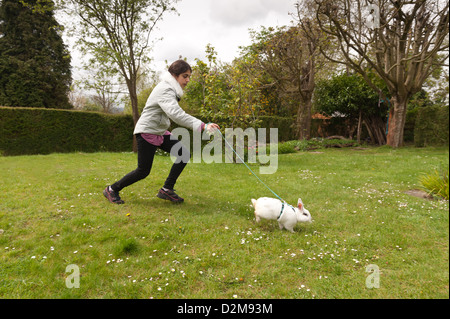 Teenager-Mädchen zu Fuß einen englischen Butterfly weiße Kaninchen an der Leine auf einer Wiese mit Gänseblümchen mit Kabelbaum Stockfoto