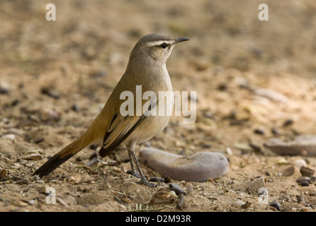 Kalahari Scheuern-Robin (Cercotrichas Paena) close-up, Kalahari-Wüste, Südafrika Stockfoto