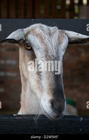 Ein Porträt von einem der vielen Ziegen, die in Cheshire Home Farm, Tatton Park, Leben Stockfoto