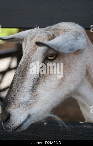 Ein Porträt von einem der vielen Ziegen, die in Cheshire Home Farm, Tatton Park, Leben Stockfoto