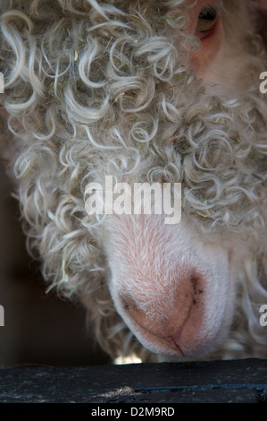 Ein Angora-Ziege, eines der viele seltene Rasse Bauernhof Tiere, die zu Hause, Bauernhof, Tatton Park, Knutsford, Cheshire Leben Stockfoto