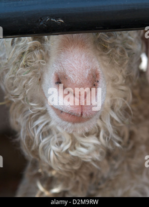 Ein Angora-Ziege, eines der viele seltene Rasse Bauernhof Tiere, die zu Hause, Bauernhof, Tatton Park, Knutsford, Cheshire Leben Stockfoto