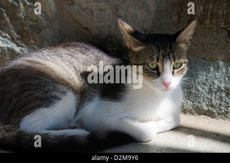 Junge Katze liegend vor einer Wand Stockfoto