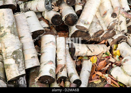 Ein großes Lager von geschnittenen Silver Birch meldet sich perfekt für ein Brüllen, gemütlich, Winter Feuer Stockfoto