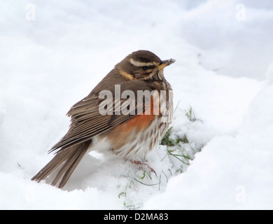 Detaillierte Nahaufnahme von einer Rotdrossel (Turdus Iliacus) im Schnee Stockfoto