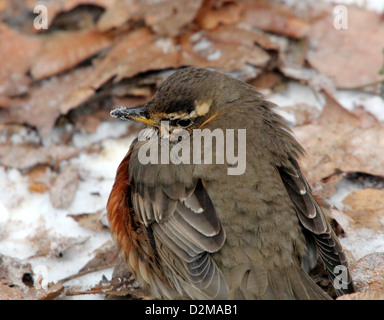 Super detaillierte Nahaufnahme von einer Rotdrossel (Turdus Iliacus) posiert auf dem Boden Stockfoto