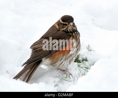 Detaillierte Nahaufnahme von einer Rotdrossel (Turdus Iliacus) auf Nahrungssuche im Schnee Stockfoto