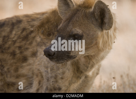 Gefleckte Hyänen (Crocuta Crocuta) in der Kalahari-Wüste, Südafrika Stockfoto