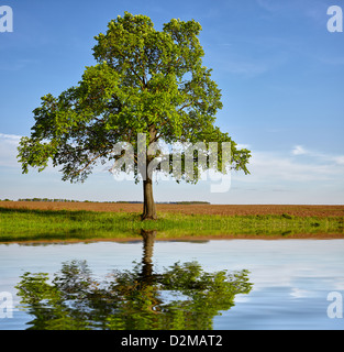 Ein grüner Baum mit Reflexion auf See Wasseroberfläche mit Ackerland und blauen Himmel im Hintergrund Stockfoto