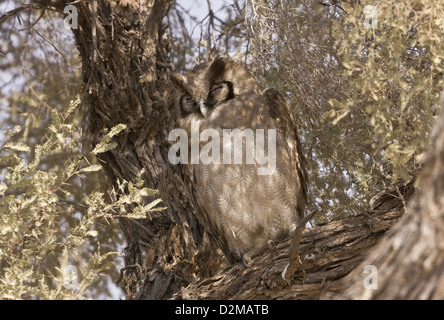 Verreaux des Uhus (Bubo Lacteus) thront im Baum, Kalahari-Wüste, Südafrika Stockfoto
