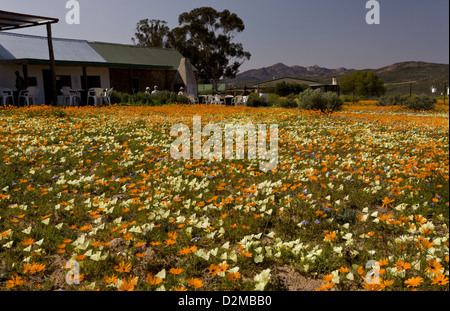 Frühling Blumen, vor allem gelb Grielum Humifusum rund um das Cafe im Skilpad Nature Reserve, Namaqua Nationalpark Afrika Stockfoto