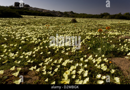 Spektakuläre Frühlingsblumen, vor allem Grielum Humifusum, Skilpad Nature Reserve, Namaqua Nationalparks, Namaqualand Stockfoto