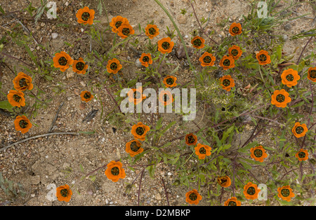 Eine Form der Käfer Daisy (Gorteria Diffusa Ssp Calendulacea) im Skilpad Nature Reserve, Namaqua National Park, Südafrika Stockfoto