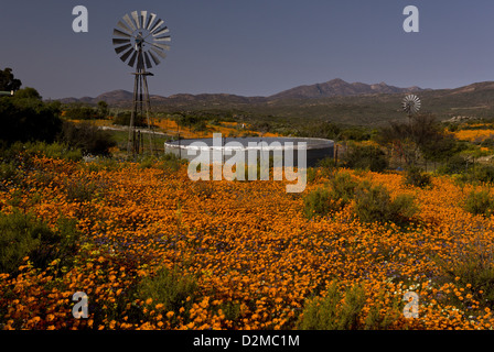 Wind-Pumpe unter Orange Daisies (Ursinia Cakilefolia) in Skilpad Reserve, Namaqua Nationalparks, Namaqua Wüste, Südafrika Stockfoto