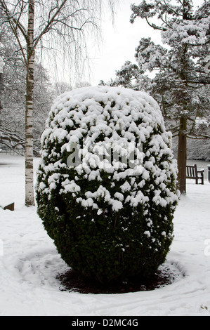 Eibe Busch, Taxus Baccata, im Winter mit Schnee. Stockfoto