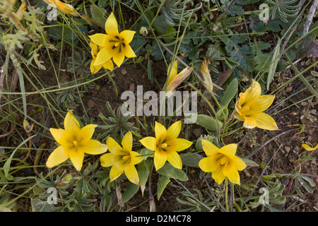 Gelber Sand-Krokus (Romulea Montana) in feuchten Böden in der Nähe von Nieuwoudtville, Südafrika Stockfoto