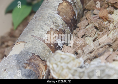 Im Landesinneren oder zentrale Bearded Dragon zu braunen Cricket Pogona Vitticeps, Acheta Domesticus Essen Stockfoto