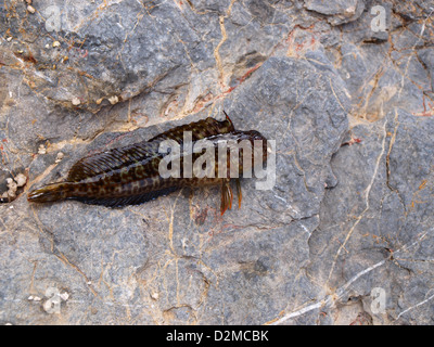 lustige Fische Stockfoto
