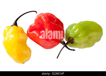 Scotch Bonnet Chilis Stockfoto