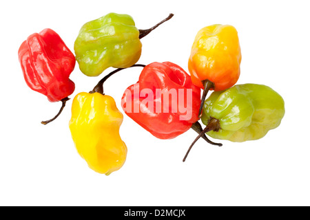 Scotch Bonnet Chilis Stockfoto