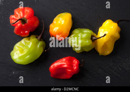 Scotch Bonnet Chilis Stockfoto