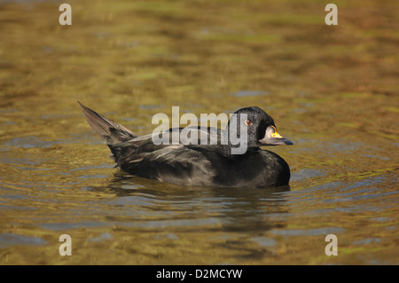 Eine männliche gemeinsame scoter Stockfoto