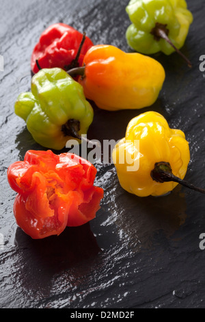 Scotch Bonnet Chilis Stockfoto