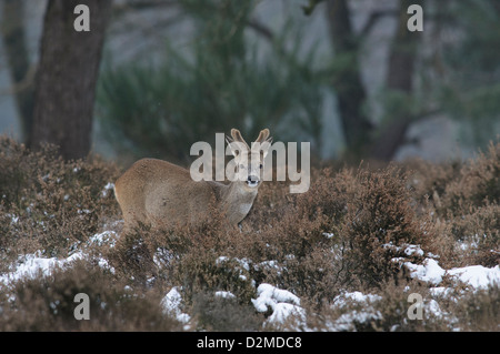 Rehe im Schnee Stockfoto