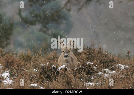 Reh mit fallende Schneeflocken Stockfoto