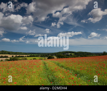 Mohnblumen auf lange nach unten, Eartham, West Sussex, Großbritannien Stockfoto