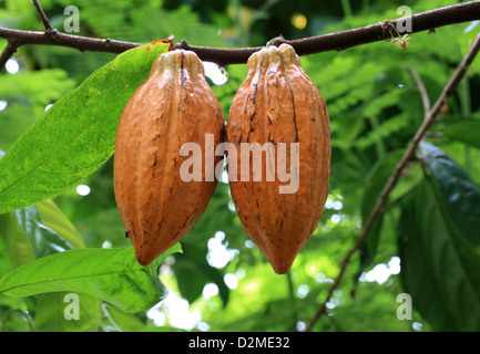 Samenkapseln einer Kakaobaum oder Kakao Baum Theobroma Cacao "Amelonado" Malvaceae. Verwendet, um Kakao und Schokolade. Stockfoto