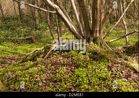 Sauerklee eine zarte niedrig wachsende Pflanze auf Waldboden hellgrün Blätter aussehen sehr ähnlich zu shamrock Stockfoto