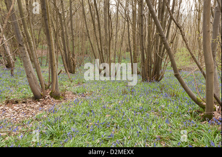 Waldbewirtschaftung mit verfing Edelkastanien im Hintergrund Bluebell Holz Wald Vorfrühling Stockfoto