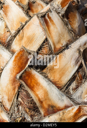 Nahaufnahme eines Baumstammes strukturierte Kokosnuss Stockfoto