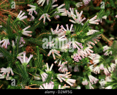 Ein Cape Heather, Erica Verticillata, Ericaceae. Kap-Provinz, Südafrika. In freier Wildbahn ausgestorben. Stockfoto