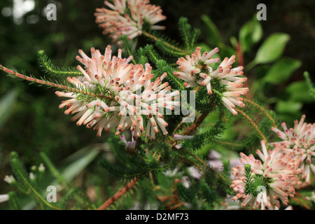 Ein Cape Heather, Erica Verticillata, Ericaceae. Kap-Provinz, Südafrika. In freier Wildbahn ausgestorben. Stockfoto