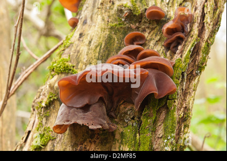 Der Jude Ohr Pilz Fruchtkörper wachsen auf sterben Holunder Baumstamm Stockfoto