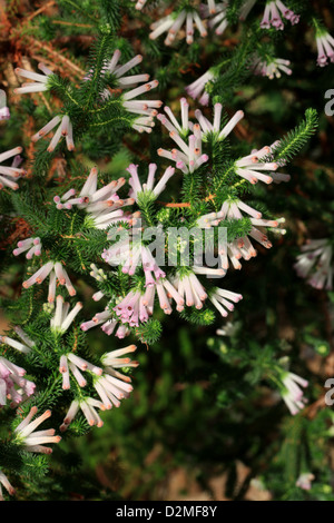 Ein Cape Heather, Erica Verticillata, Ericaceae. Kap-Provinz, Südafrika. In freier Wildbahn ausgestorben. Stockfoto